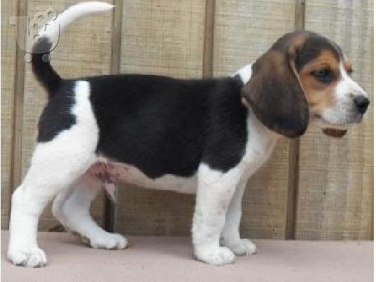 PoulaTo: Beagle κουτάβια